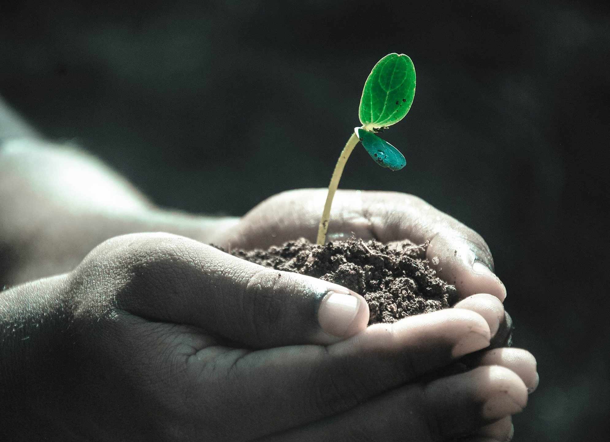 ile de re flower camping